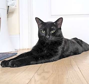 Photo of Midnight