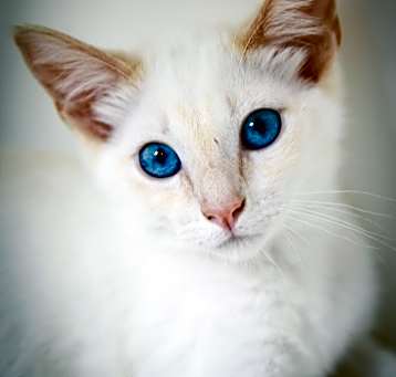 Photo of Edgar Winter