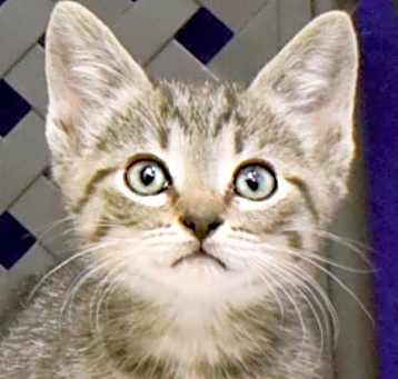 Photo of Scout