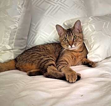 Photo of Frisky 