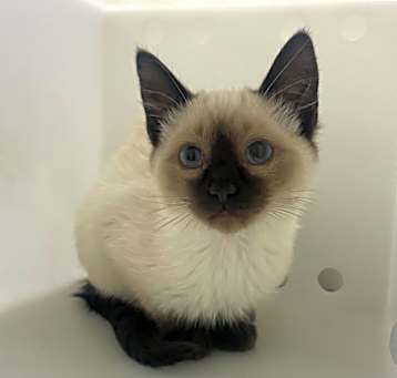 Photo of Cinnamon Roll