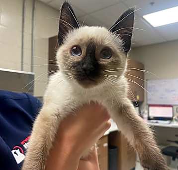 Photo of Sweet Girl