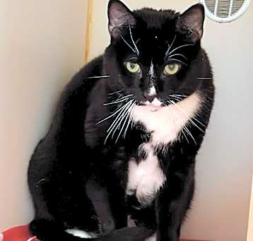 Photo of Oreo