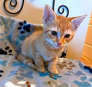 Photo of Tangelo