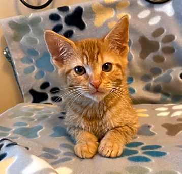 Photo of Jaffa