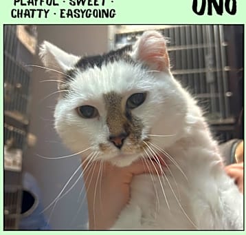Photo of Uno