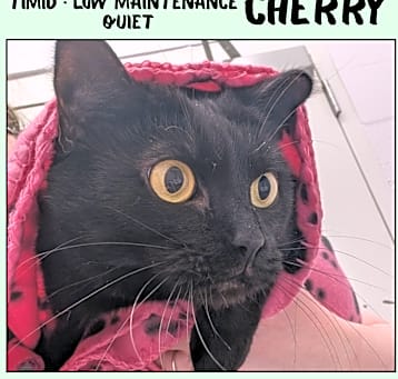 Photo of Cherry