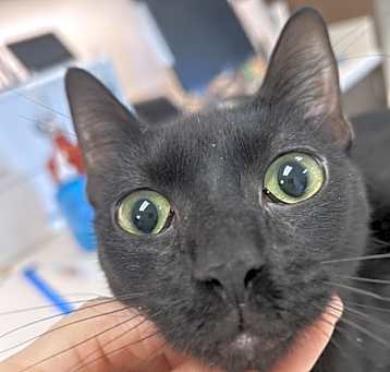Photo of Luna