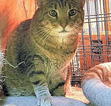 Photo of Attis