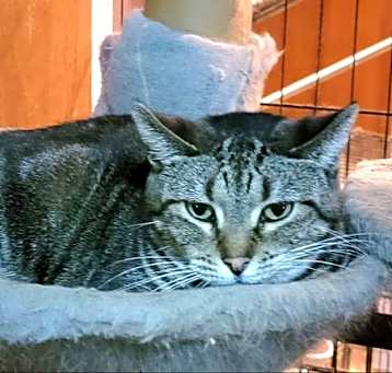 Photo of Amber