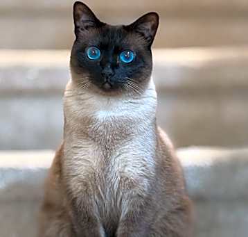 Photo of Mocha