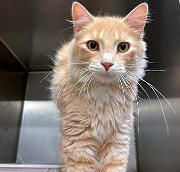 Photo of Balthazar