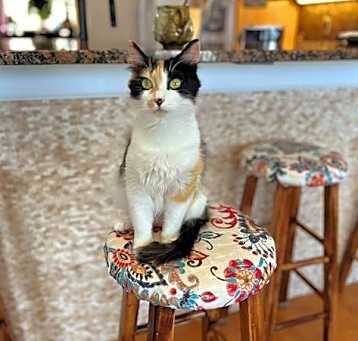 Photo of CALIBY