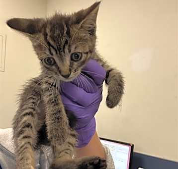 Photo of CHOCOLATE CHIP