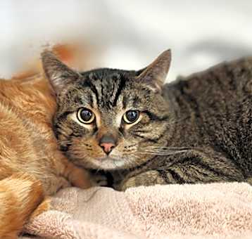 Photo of Twizzler