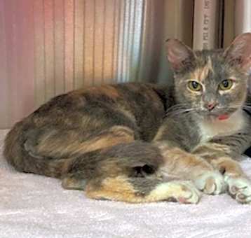 Photo of Rosemary