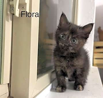 Photo of Flora
