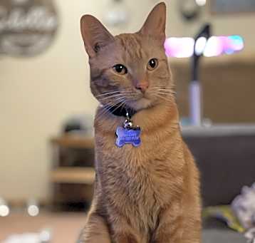 Photo of Groot