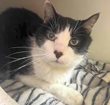 Photo of Sweetpea