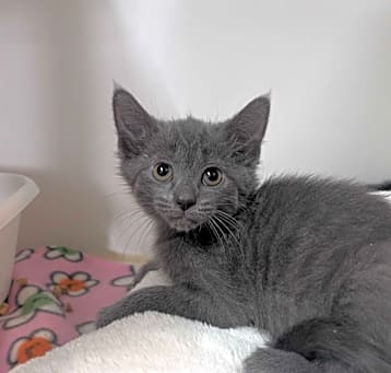 Photo of Moxie
