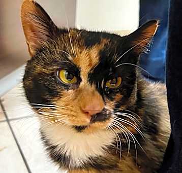Photo of Cali