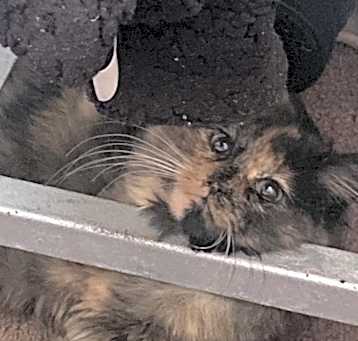 Photo of Cookie