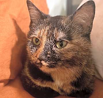 Photo of Pixie