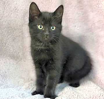 Photo of Beans