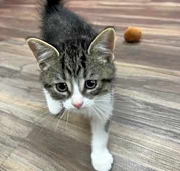 Photo of Teddy