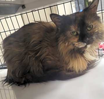 Photo of Honey