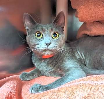 Photo of Indigo