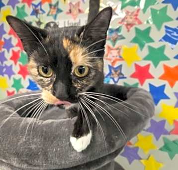 Photo of Lily