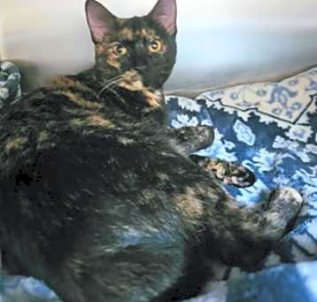 Photo of Kia