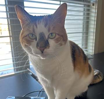 Photo of Spice