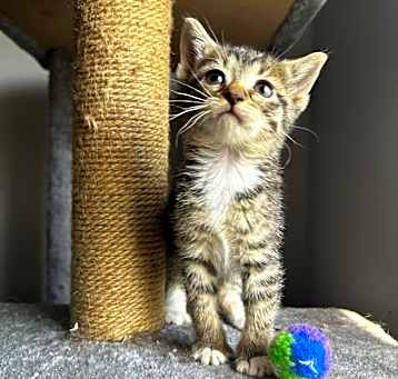Photo of Beans