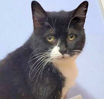 Photo of Cybil