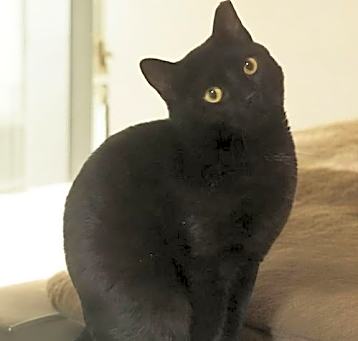 Photo of Elvis