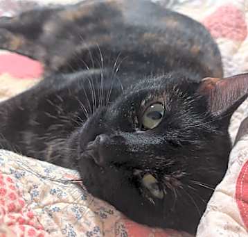 Photo of Stella
