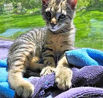 Photo of Silas