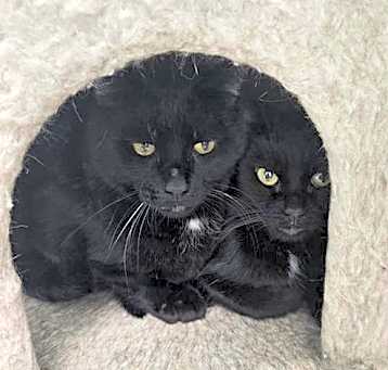Photo of Tammy (bonded pair with Troy)