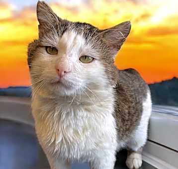 Photo of Buddy