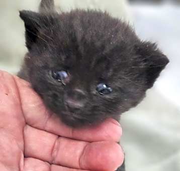Photo of Bean