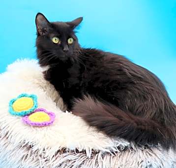 Photo of Hop