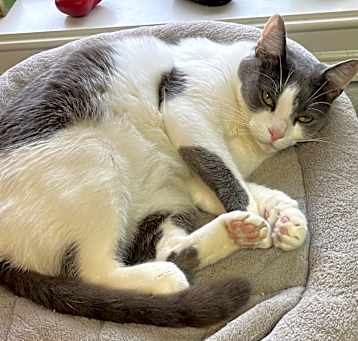 Photo of Cotton
