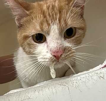 Photo of Biscuit