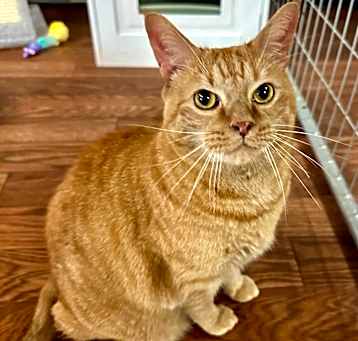 Photo of Rusty