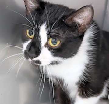 Photo of Patches