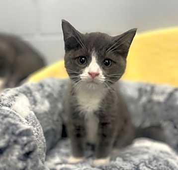 Photo of Clementine