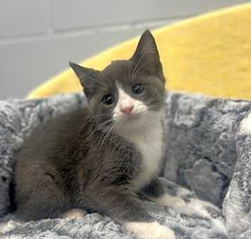 Photo of Cora