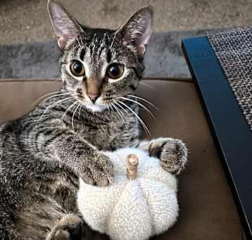 Photo of Sadie Mae